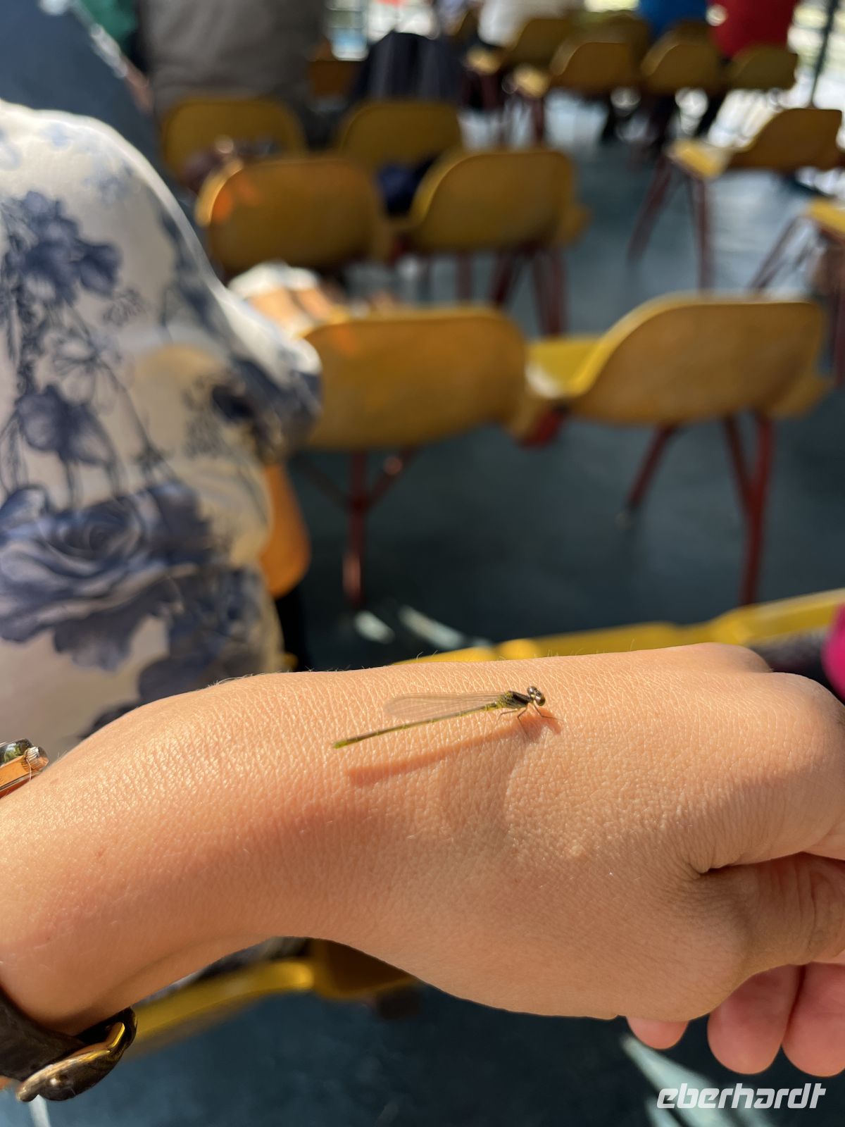 Bootsfahrt, Libelle, Donaudelta, Tulcea, Rumänien