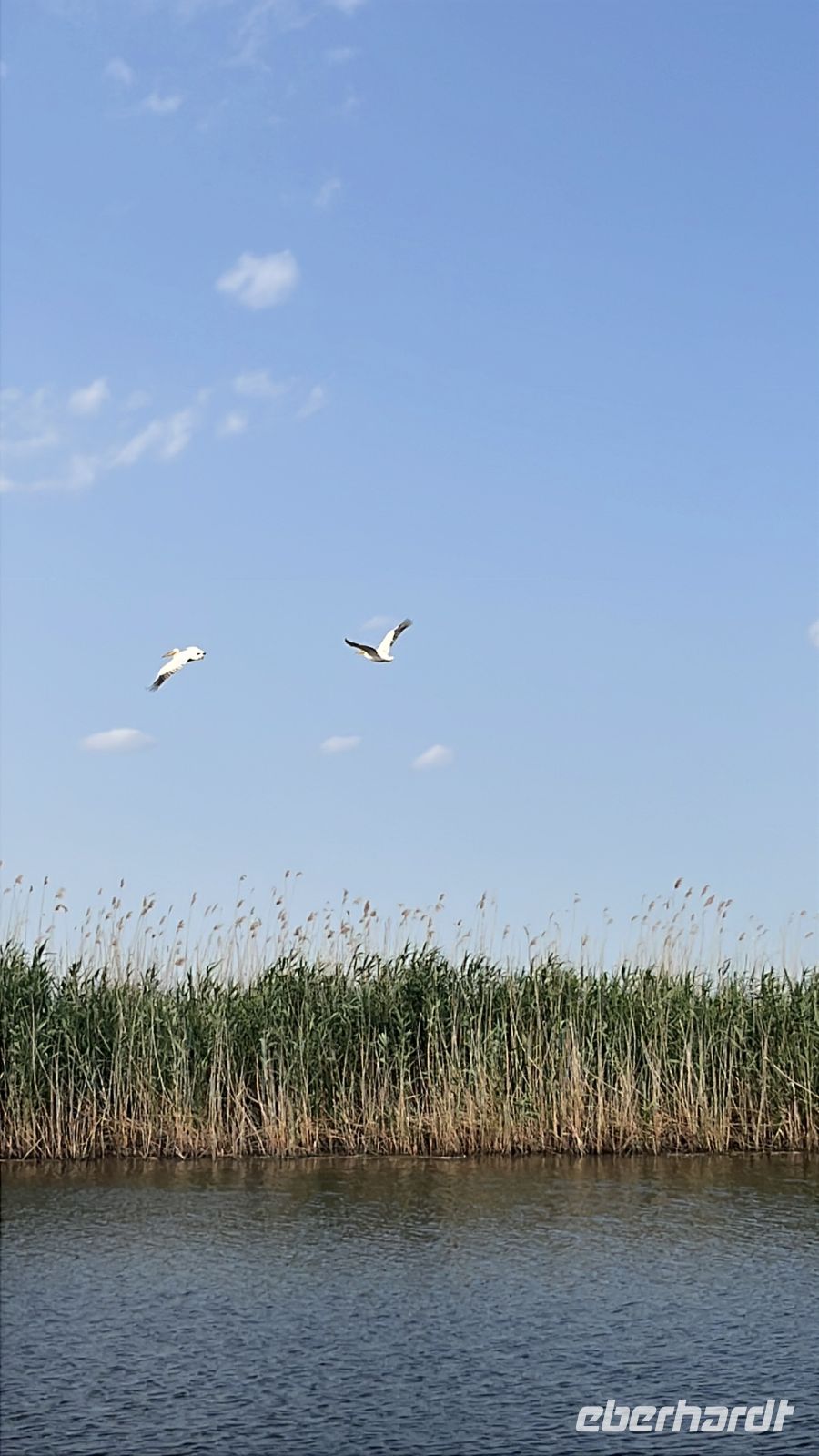 Bootsfahrt, Pelikane, Donaudelta, Tulcea, Rumänien