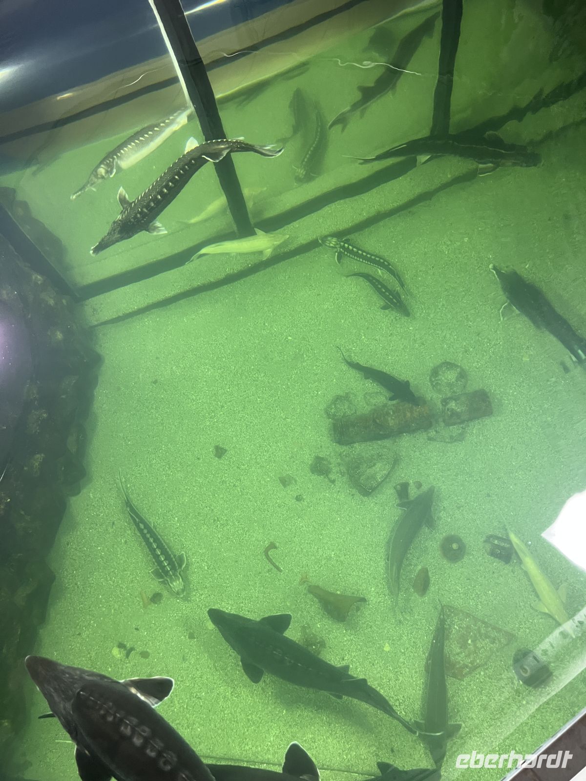 Donaudelta-Museum, Tulcea, Rumänien