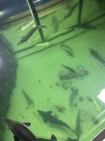 Donaudelta-Museum, Tulcea, Rumänien