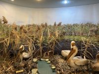 Donaudelta-Museum, Tulcea, Rumänien