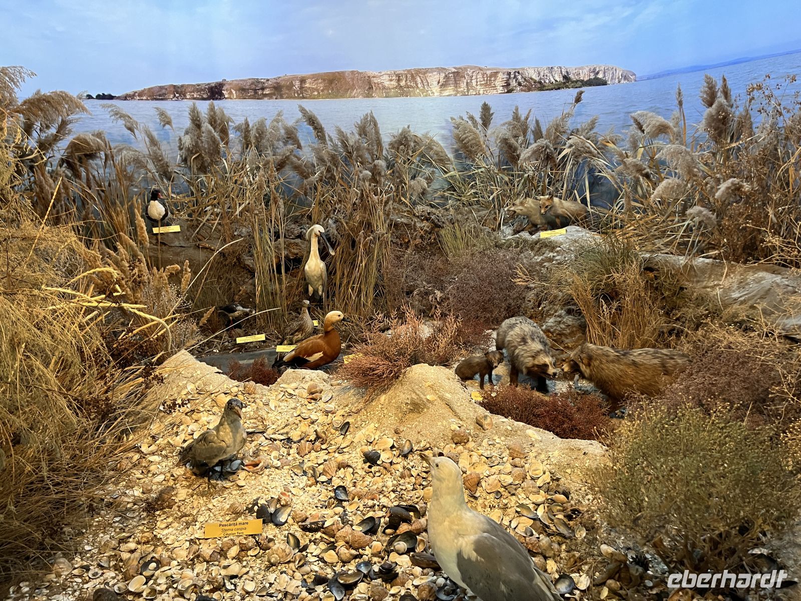 Donaudelta-Museum, Tulcea, Rumänien