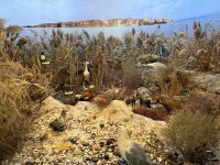 Donaudelta-Museum, Tulcea, Rumänien