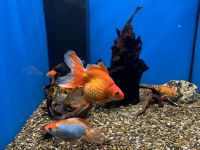 Donaudelta-Museum, Tulcea, Rumänien