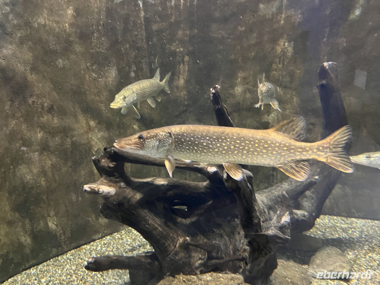 Donaudelta-Museum, Tulcea, Rumänien