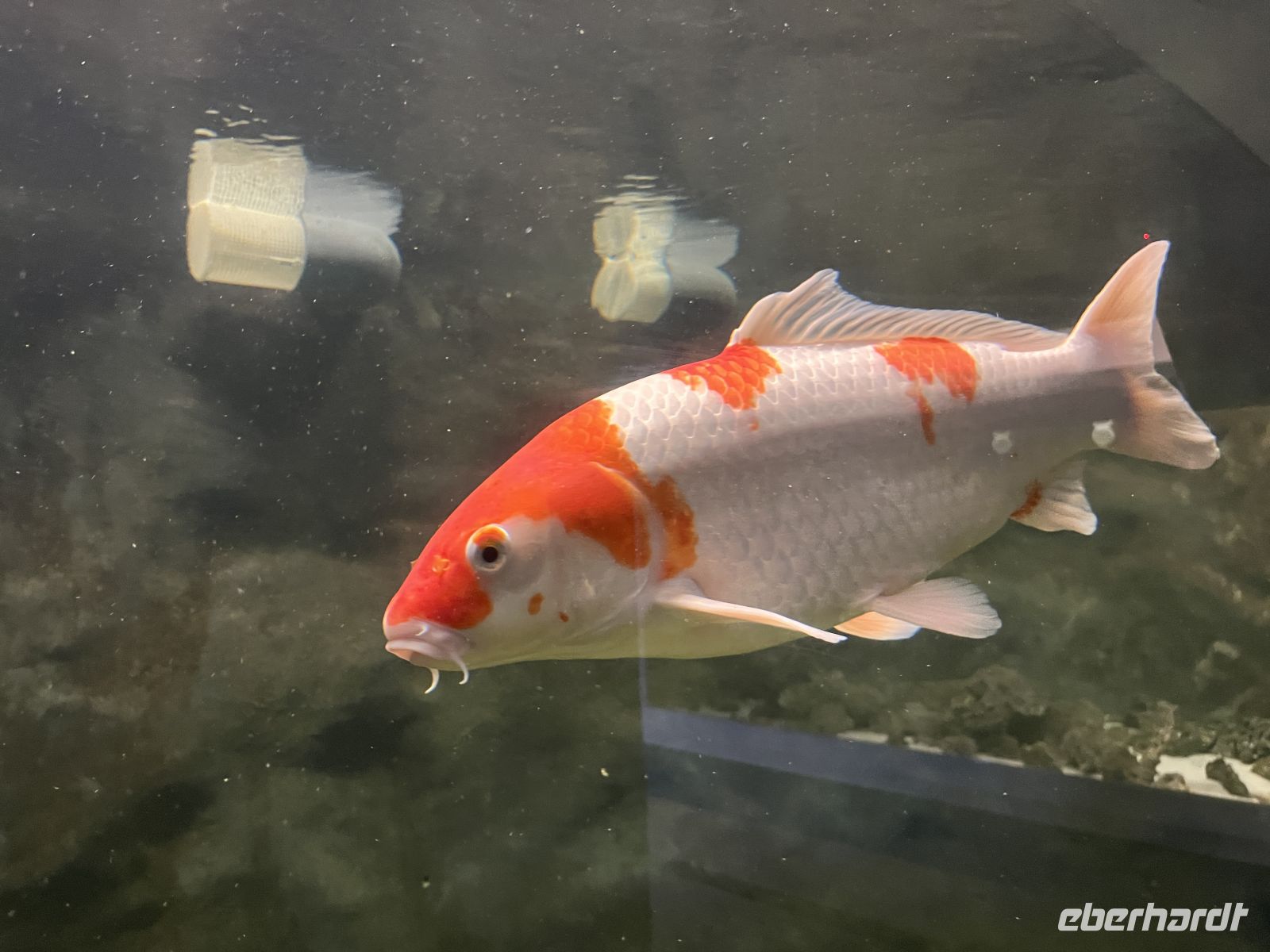 Donaudelta-Museum, Tulcea, Rumänien