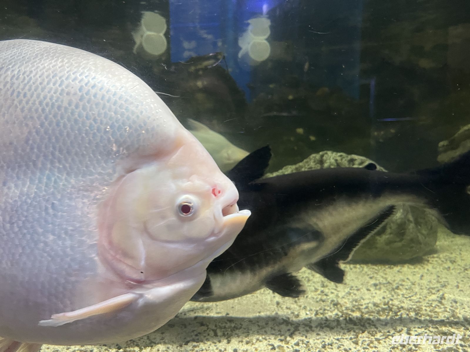 Donaudelta-Museum, Tulcea, Rumänien