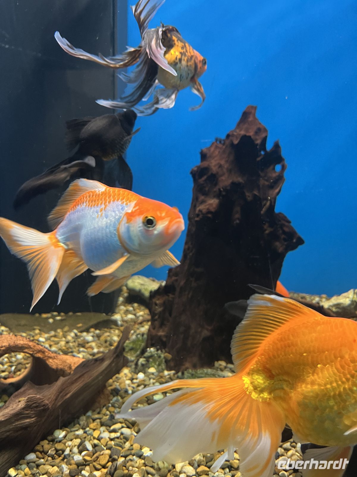 Donaudelta-Museum, Tulcea, Rumänien