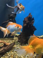 Donaudelta-Museum, Tulcea, Rumänien