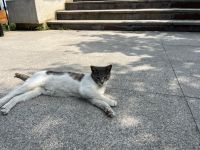 Katze, Tulcea, Rumänien