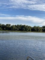 Wasserpflanzen bedecken die Wasserfläche