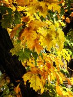 Der Herbst hat Einzug gehalten in Bukarest