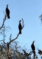 Die Kormorane haben rechts etwas entdeckt