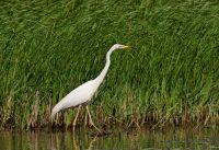 Ein Silberreiher spaziert neben unserem Boot einher, Donaudelta