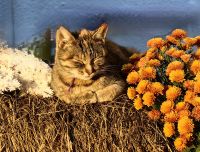 Die Katze genießt den Herbst