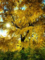 Herbststimmung in Kronstadt