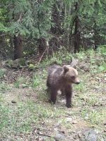 Am Straßenrand ein kleiner Braunbär &ndash; &copy; Gunter Looß (Eberhardt TRAVEL)