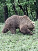 Traumatisierte Braunbären werden hier gepflegt &ndash; &copy; Gunter Looß (Eberhardt TRAVEL)