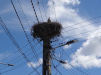 Tulcea, dieser Storch ist bestens vernetzt.  &ndash; &copy; Vivian Kreft (Eberhardt TRAVEL)