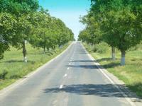 Allee