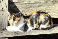 Die Katze genießt die warmen Sonnenstrahlen, Bukarest