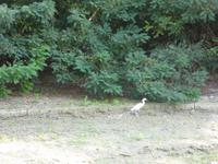 Donaudelta