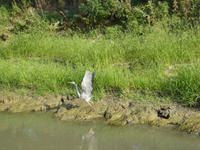 Donaudelta