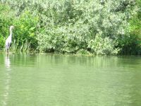 Donaudelta