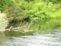 Donaudelta