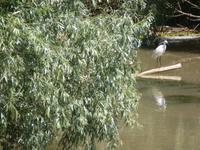 Donaudelta