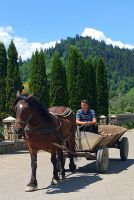 Heu wird hier noch mit dem Pferdewagen transportiert, Bukovina