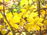 Indian Summer in Rumfahren