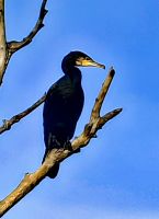 Kormoran, Donaudelta