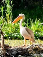 Pelikan Donaudelta
