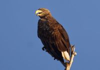 Seeadler im Donaudelta