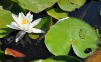 Seerose im Donaudelta
