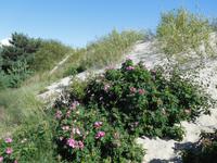 Litauen_kurische_Nehrung_Nidden_Hohe_Düne (3)