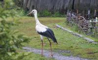 Storch bei Gumbinnen