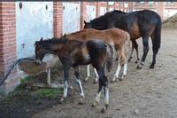 Gestüt Georgenburg bei Insterburg