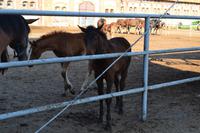Gestüt Georgenburg bei Insterburg