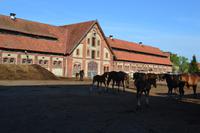 Gestüt Georgenburg bei Insterburg