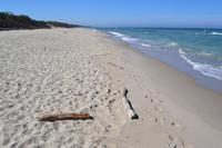 Ostseestrand auf der Kurischen Nehrung