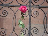 Königsberg: Grab I. Kant