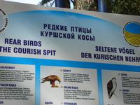 Kurische Nehrung: Rossitten