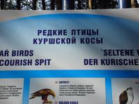 Kurische Nehrung: Rossitten