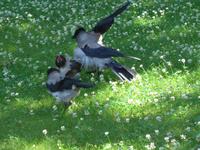 Russland, St.Petersburg, freche Rabenvögel
