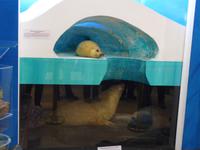 Russland, Baikalsee, Listwjanka, Baikalmuseum