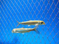 Russland, Baikalsee, Listwjanka, Baikalmuseum