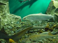 Russland, Baikalsee, Listwjanka, Baikalmuseum