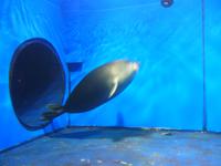 Russland, Baikalsee, Listwjanka, Baikalmuseum